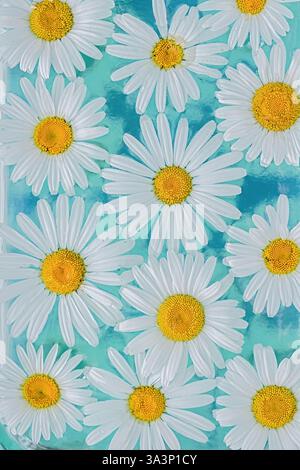 White Daisies Floating on Blue Water Surface. Vertical crop. Close up. Floral background. Stock Photo