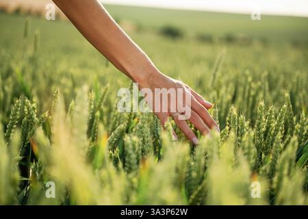 Close up view of woman hand that is touching the wheat that is growing on the agricultural field. Stock Photo