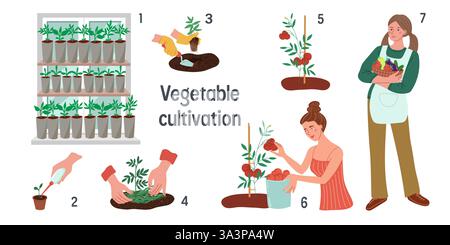 Set of vector illustrations about growing vegetables by stages . Stock Vector