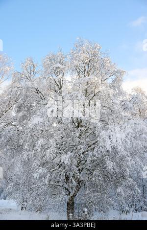 A snow covered Birch Tree Stock Photo