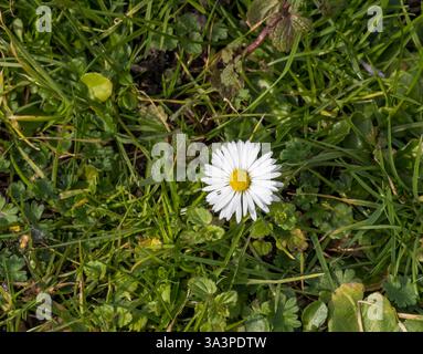 Common Daisy growing wild in spring Stock Photo