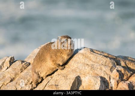 rock hyrax, dassie, rock rabbit, coney, Cape hyrax (Procavia capensis) lying on a rock at the coast in the sunshine in the Western Cape, South Africa Stock Photo