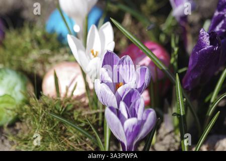 Crocuses (Crocus), Easter egg, colourful, spring, Easter, A colourful Easter motif with flowers and eggs Stock Photo