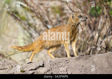 Yellow mongoose (Cynictis penicillata), in the dessert on a sunny day, captive Stock Photo