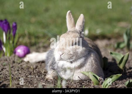 Rabbit (Oryctolagus cuniculus domestica), Easter, lying, crocuses, Easter egg, A rabbit lies relaxed in the garden. Crocuses and a colourful Easter eg Stock Photo