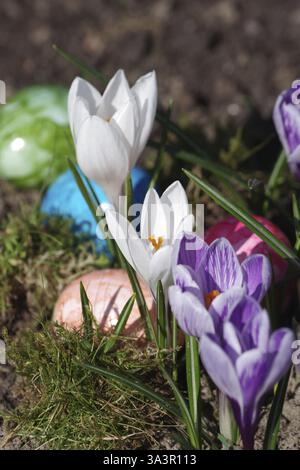 Crocuses (Crocus), Easter egg, colourful, spring, Easter, A colourful Easter motif with flowers and eggs Stock Photo
