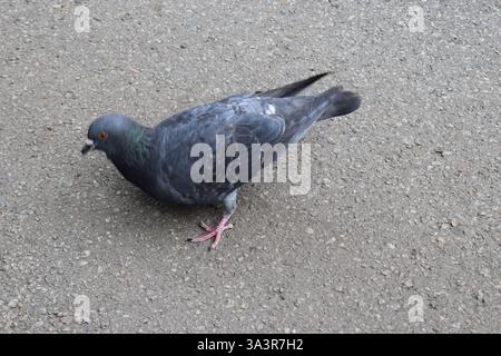 A pigeon is standing on a textured gray pavement. The bird has a mix of grey, white, black, and iridescent green feathers. Pink feet are visible, and Stock Photo