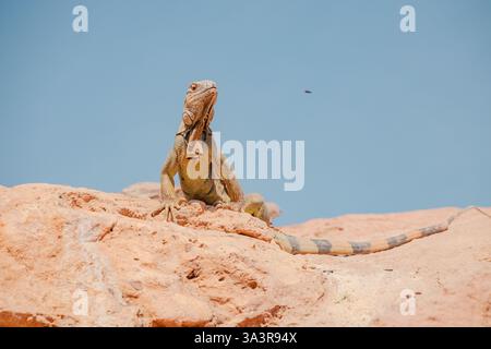 Green Iguana sitting on red rock. Wild animal. Wildlife. Lizard posing on dry rock Stock Photo
