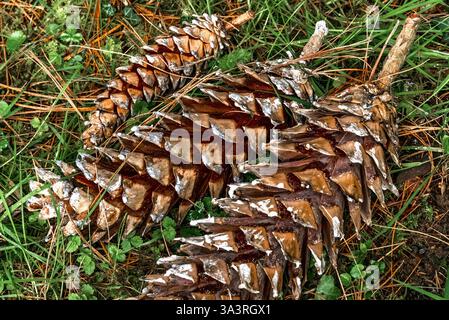 Three large fir cones lying on the ground Stock Photo