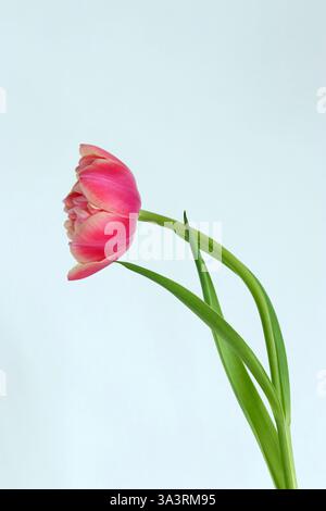 A single pink double peony tulip bending on its stem, ruffled petals enclosed by smooth outer petals. Studio image; white background.  Copy space. Stock Photo