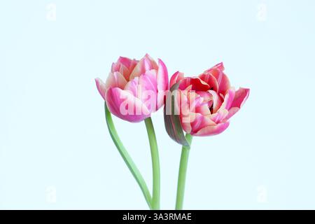 Two bright pink double peony tulips with cream petal edges stand side by side in a bright studio image against a white background. Copy space. Stock Photo