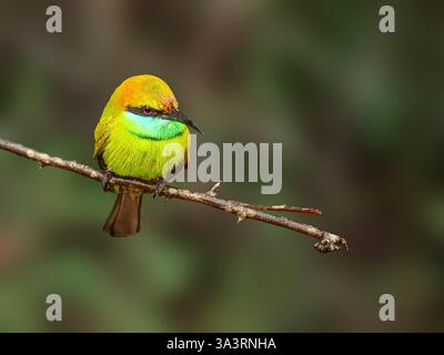 The image features a green bee-eater (Merops orientalis) perched on a thin branch. This vibrant bird is known for its striking green plumage and sharp Stock Photo