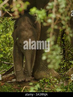 The image captures a Sri Lankan elephant calf (Elephas maximus maximus) seeking shelter under its mother in Yala National Park, South Coast, Sri Lanka Stock Photo