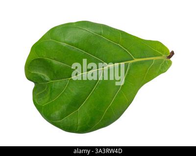 Upper leaf of a fiddle leaf fig (lat: Ficus lyrata) isolated on white. Stock Photo