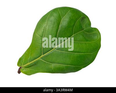 Upper leaf of a fiddle leaf fig (lat: Ficus lyrata) isolated on white. Stock Photo