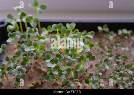 Fresh radish and cabbage sprouts, growing microgreens in a black tray with linen rug. Growing at home on a windowsill. Close up. Organic, vegan Stock Photo