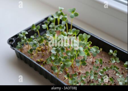 Fresh radish and cabbage sprouts, growing microgreens in a black tray with linen rug. Growing at home on a windowsill. Close up. Organic, vegan Stock Photo