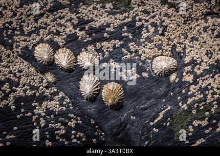 Limpets and barnacles on a rock at a beach, on the Pembrokeshire coast Stock Photo