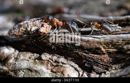 Southern wood ants (Formica rufa) close-up macro of worker ants carrying material into the nest. These ants are photographed in the New Forest England Stock Photo