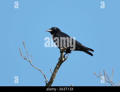 A Crow sits perched upon the top branch of a tree bathing in the sun against a blue sky in Hampshire England. Stock Photo
