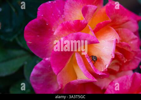 Vibrant pink and yellow rose in full bloom with delicate water droplets on its petals Stock Photo