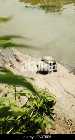 Two turtles sunbathe on a rock by the water’s edge, surrounded by green foliage in a peaceful natural setting. Stock Photo