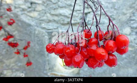 Bunch of red viburnum berries on the frozen branches against the backdrop of blurry gray stone walls. Selected focus Stock Photo