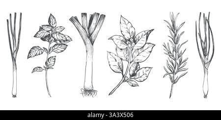 Vector set of culinary herbs: rosemary, bay leaf, basil, leek, green onion. Engraving style illustration with kitchen herbs and spices. Italian and Mediterranean ingredients. Line sketch. Stock Vector