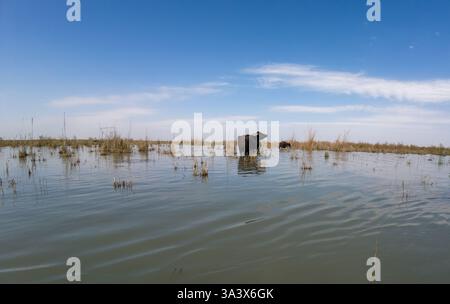 A buffalo stands in a shallow water body surrounded by tall grass under a clear blue sky. Stock Photo