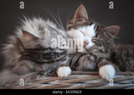 German Shorthair Cat Stock Photo