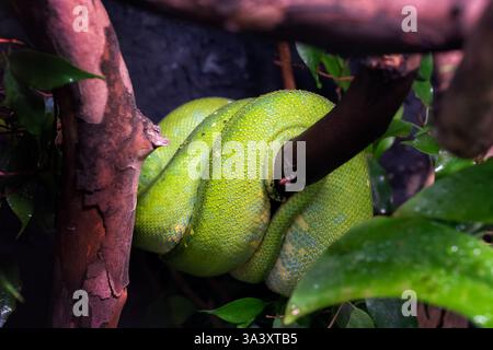 Green tree python (Morelia viridis) with water droplets coiled up on a branch, snake in the family Pythonidae, native regions: New Guinea, Indonesia, Stock Photo