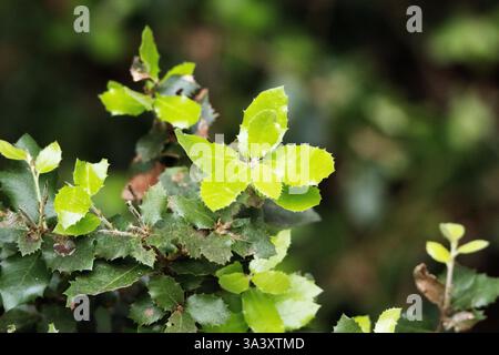 Kermes oak (Quercus coccifera) new shoots isolated on a natural background Stock Photo