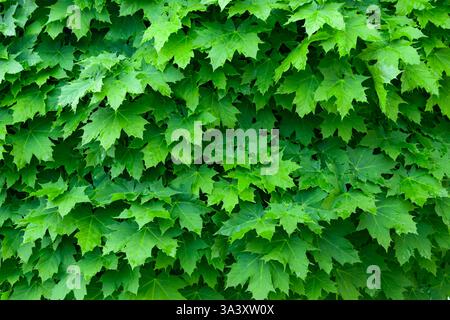 A close-up of lush green maple leaves forming a dense, vibrant natural background Stock Photo