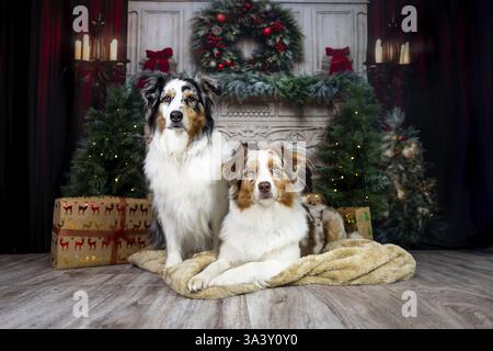 Australian Shepherds Stock Photo
