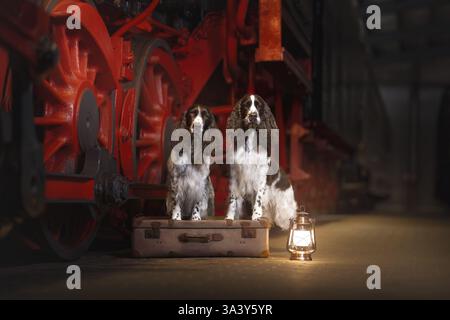 English Springer Spaniel Stock Photo