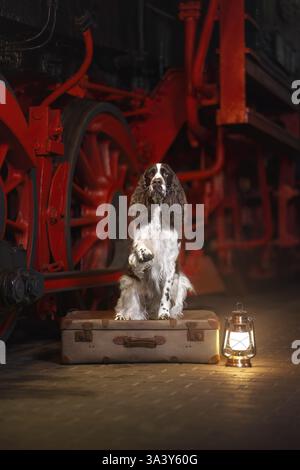 English Springer Spaniel Stock Photo