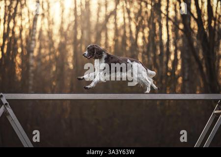 English Springer Spaniel Stock Photo