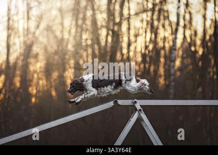 English Springer Spaniel Stock Photo