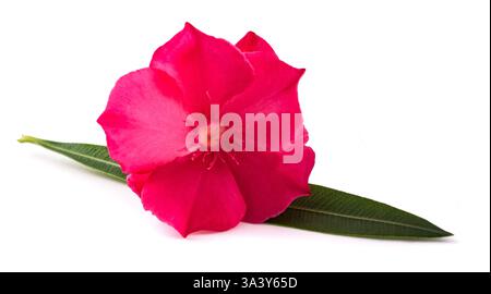 Oleander  flower with leaf  isolated on white background Stock Photo