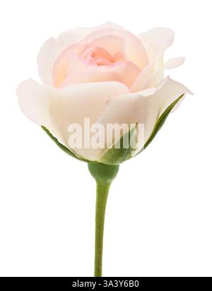 White Rose   isolated  on white background Stock Photo