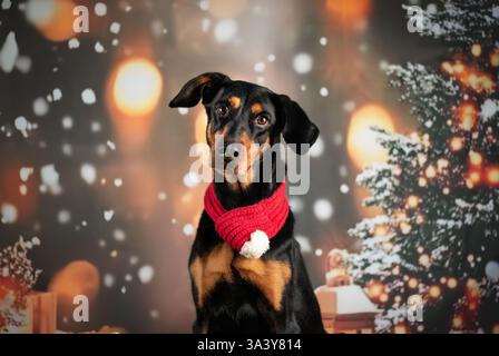 Doberman-Pinscher-Mongrel Stock Photo