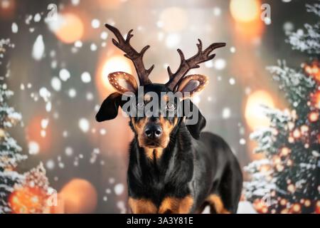 Doberman-Pinscher-Mongrel Stock Photo