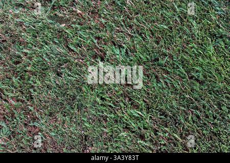 A beautiful hedge of thuja trees, neatly trimmed hedges in a urban park. Seamless texture of green natural background. Security and privacy concept. S Stock Photo