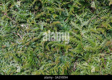 A beautiful hedge of thuja trees, neatly trimmed hedges in a urban park. Seamless texture of green natural background. Security and privacy concept. S Stock Photo