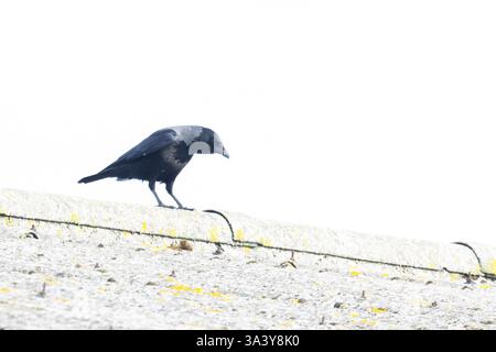 Hooded Crow (Corvus cornix) Carrion Crow (Corvus corone) hybrid Norfolk February 2025 Stock Photo