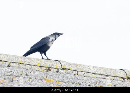 Hooded Crow (Corvus cornix) Carrion Crow (Corvus corone) hybrid Norfolk February 2025 Stock Photo