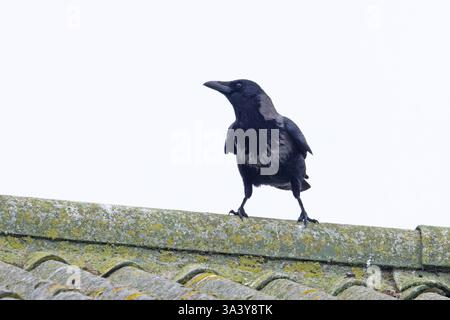 Hooded Crow (Corvus cornix) Carrion Crow (Corvus corone) hybrid Norfolk February 2025 Stock Photo