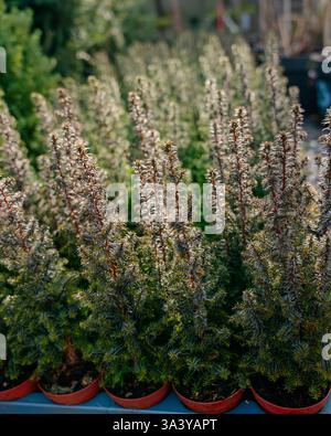 Rows of lush evergreen shrubs in pots displayed outdoors in a garden center. The plants show dense foliage and growth, representing a vibrant display Stock Photo