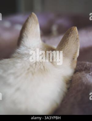 Cute white dog sleeping on the bed Stock Photo