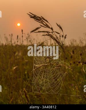 Drops of morning dew on a web Stock Photo